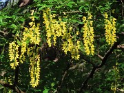 16 Laburnum anagyroides (Maggiociondoli)